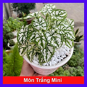 Mua Cây Môn Trắng Mini ( Môn May Mắn ) - Cây cảnh mini để bàn