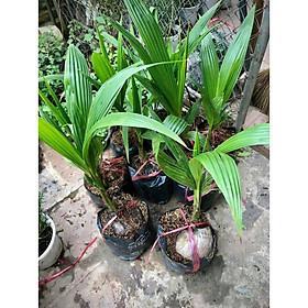Cây dừa xiêm lùn
