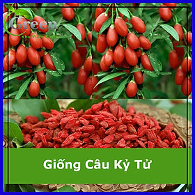 Mua Hạt Giống Cây Câu Kỷ Tử (Sâm Tây Tạng)