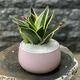Chậu Cây Lưỡi Hổ Thái