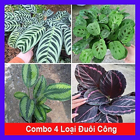 Combo 4 cây đuôi công  tặng phân bón