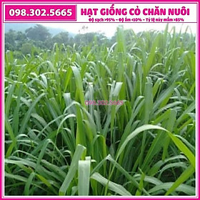 1kg hạt giống cỏ chăn nuổ Ruzi chịu dẫm đạp - cỏ chăn nuôi dê, bò, trâu...