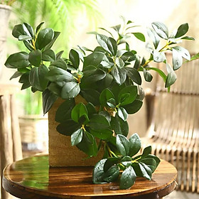 Mua Cành Lá Chè dài 60cm gồm 3 nhánh decor siêu đẹp giống thật 100% - Cành Lá Giả