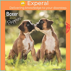 Sách - Boxer Puppies Calendar 2024  Square Dog Puppy Breed Wall Calendar - 16 Month by  (UK edition, paperback)