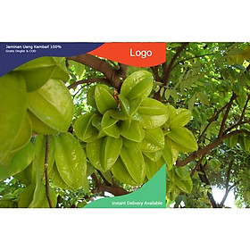 CÂY GIỐNG CÂY KHẾ CHUA, QUẢ SỚM, SIÊU QUẢ