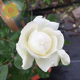 Mua Cây hoa hồng ngoại Buzury viên ngọc trắng tinh khôi - Hoa hồng thăng long Flower