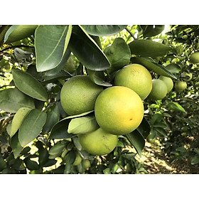 Cây giống cam xoàn miền nam - vua của các loại cam