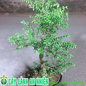 Mai Chiếu Thuỷ Bonsai