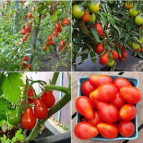 Hình ảnh Hạt giống cà chua trái lê đỏ - Gói 30 Hạt