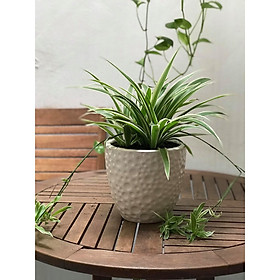 Cây để bàn cỏ nhện