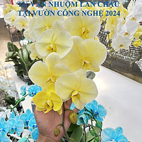 Thuốc Nhuộm Hoa Lan Chậu Hồ Điệp Trồng Chậu Công Nghệ Israel (chai 100ml) đặc biệt dùng nhuộm đổi màu hoa lan chậu Hồ Điệp tại vườn