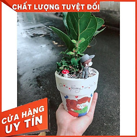 Chậu cây bàng singapore bon sai Nhiều Người Mua