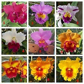 COMBO 5 CÂY Lan Cattleya Giống nhiều màu, hoa bông to đại cực thơm giá siêu rẻ