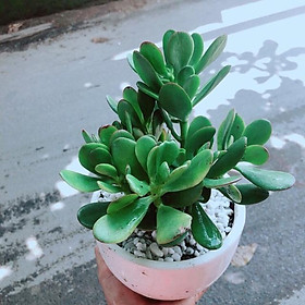 Mua Chậu Ngọc Bích