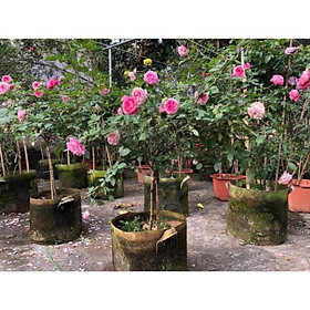 Mua COMBO 3 BẦU CÂY GIỐNG Hoa hồng cổ Sapa
