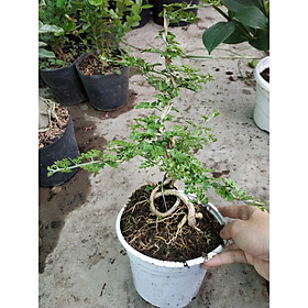 Cây Cần Thăng Bonsai Mini Chậu Nhựa