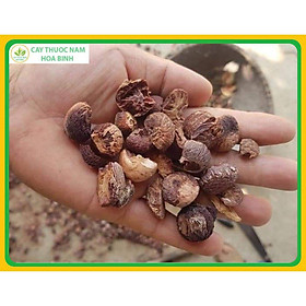 Mua 0.5kg Hạt Cau Phơi Khô Nhà Làm 981SP