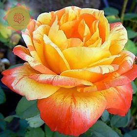Mua Cây hoa hồng ngoại Tropical Sunset cam sọc - Hoa hồng Thăng Long Flower