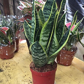 Chậu 3 Cây Lưỡi Hổ để bàn- chậu nhựa