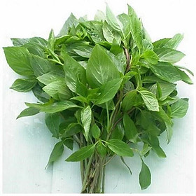 Mua Hạt giống Rau quế