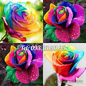 Mua Hạt giống hoa hồng 7 màu - Hạt giống hoa hồng ngũ sắc hoa to nhiều cánh – Bịch 10 hạt – Mã số 1218