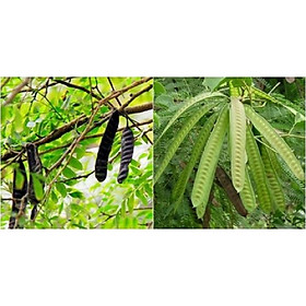 Mua cây giống cây bồ kết