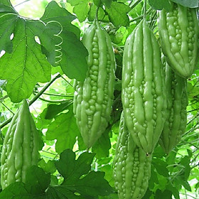 Mua Hạt giống Mướp Đắng ( Khổ qua ) F1 - Nảy mầm cao Titapha