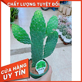 Xương rồng Nhiều Người Mua