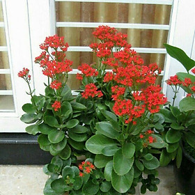 Combo 03 cây hoa sống đời ta , Hoa đỏ, cây đã trưởng thành cao từ 20->30cm