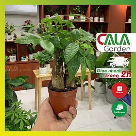 Cây Kim Ngân 3 Thân Hút Tài Lộc Để Bàn Kèm Chậu Và Dĩa