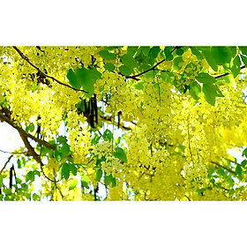Muồng hoàng yến vàng-cây nguyên bầu gửi đi, cây lớn
