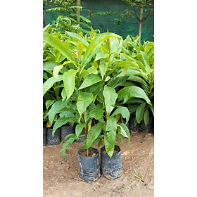 Mua CÂY SALA ( CÂY NGỌC KỲ LÂN   CÂY ĐẦU LÂN ) GIỐNG