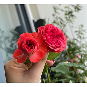 Hoa Hồng thân gỗ dáng tree RED APPLE