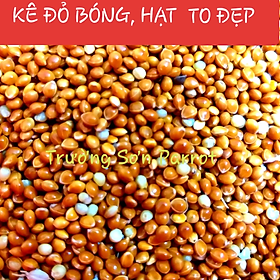 1kg KÊ  ĐỎ BÓNG cho chim vẹt, sóc, chuột, gà...