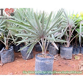 Mua CÂY CỌ GIỐNG - CÂY KINH TẾ - NHANH - SIÊU QUẢ