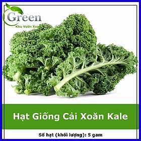 Hạt Giống Cải Xoăn Kale