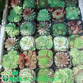 Mua Sen Đá Đồng Giá 40k/c