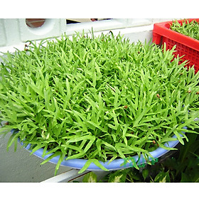 Hạt giống rau mầm Rau Muống gói 100Gram