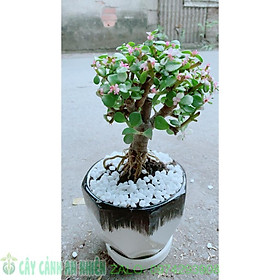 Mua Chậu Cây Cành Vàng Lá Ngọc Cổ Thụ