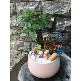 Cây Kim Ngân Lá Đỏ chậu hồng cute
