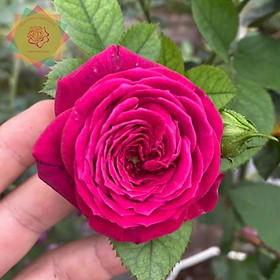Mua Cây hoa hồng ngoại Scent Woman hồng ngả tím (bụi) - Hoa hồng Thăng Long Flower