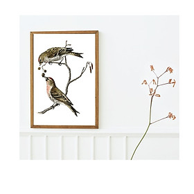Mua Tranh canvas treo tường Chim phong cách vintage cổ điển -common linnet bird Tranh Canvas PVP-DC161  Có khung