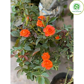 Mua Cây Hoa hồng Tỉ Muội trưởng thành - Cây nguyên bản cao 60 cm (ảnh thât) - đã có hoa và nụ