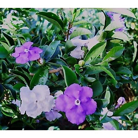 Chậu nhài nhật to đang hoa và nụ hoa thơm quanh năm