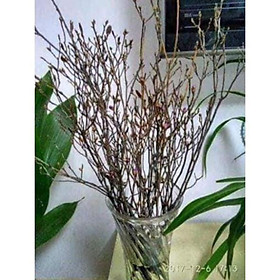 Mua sản phẩm Đỗ quyên sắp nở hoa