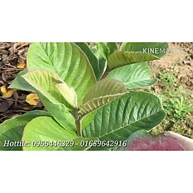 Mua Cây giống ổi ruột đỏ quả to chuẩn F1