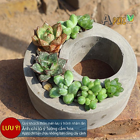 Mua Chậu xi măng để bàn hình trăng giá xưởng -  Quý khách thân mến lưu ý không bao gồm cây