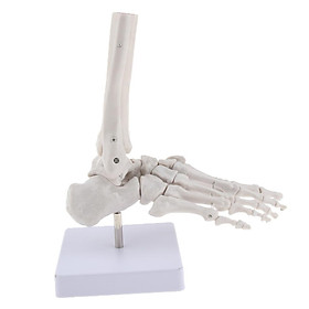 Medical Life Size Human Foot Joint Skeleton Anatomical Model, Human Anatomy, Teaching Tool