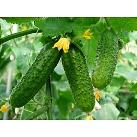 141A GÓI 10 hạt giống dưa chuột bao tử
