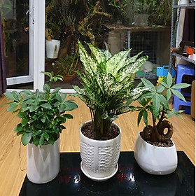 Combo 3 cây Ngũ Gia Bì, Ngọc Ngân, Kim Ngân Xuắn